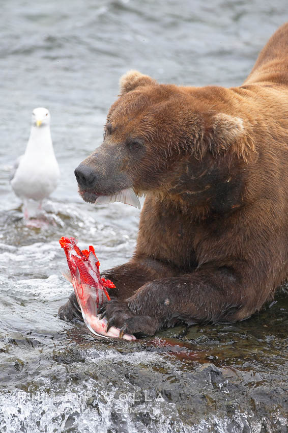 A brown bear eats a salmon it has caught in the Brooks River. Katmai National Park, Alaska, USA, Ursus arctos, natural history stock photograph, photo id 17286