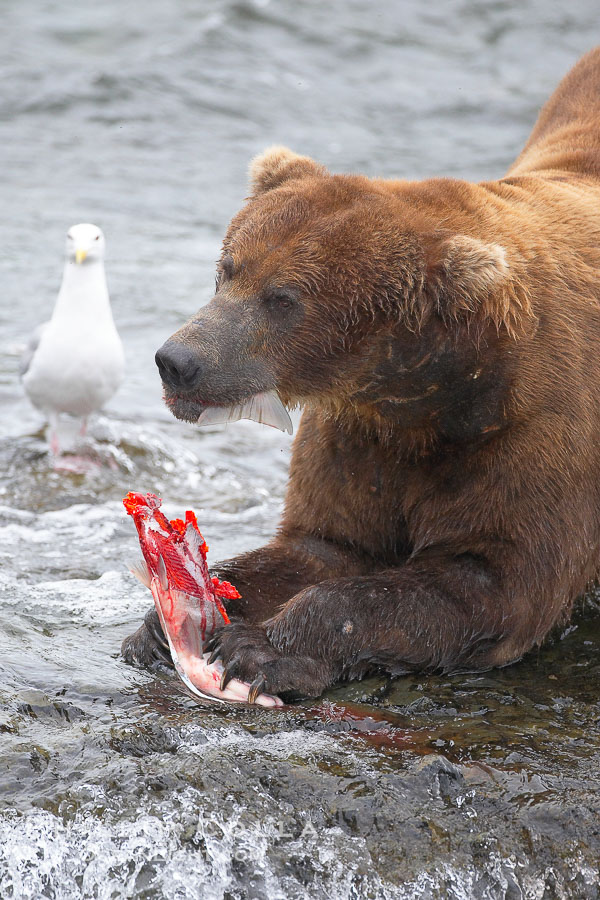 A brown bear eats a salmon it has caught in the Brooks River., Ursus arctos, natural history stock photograph, photo id 17286