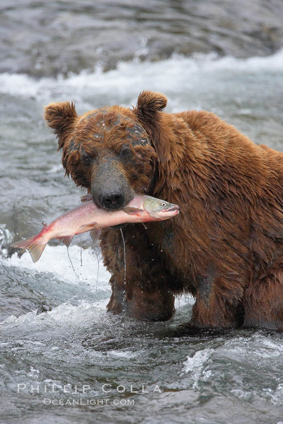 A brown bear eats a salmon it has caught in the Brooks River. Katmai National Park, Alaska, USA, Ursus arctos, natural history stock photograph, photo id 17322