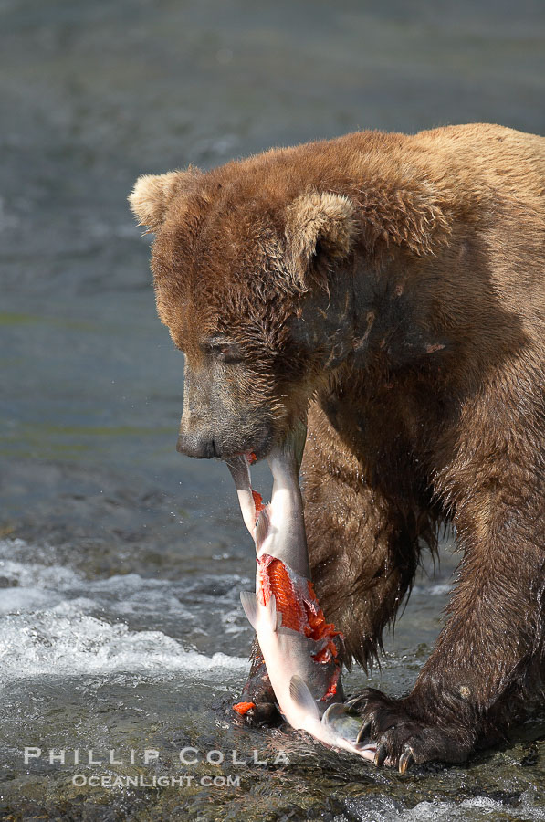 A brown bear eats a salmon it has caught in the Brooks River., Ursus arctos, natural history stock photograph, photo id 17330
