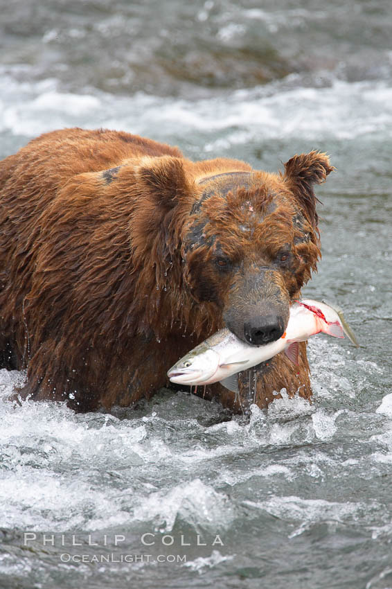 A brown bear eats a salmon it has caught in the Brooks River. Katmai National Park, Alaska, USA, Ursus arctos, natural history stock photograph, photo id 17350