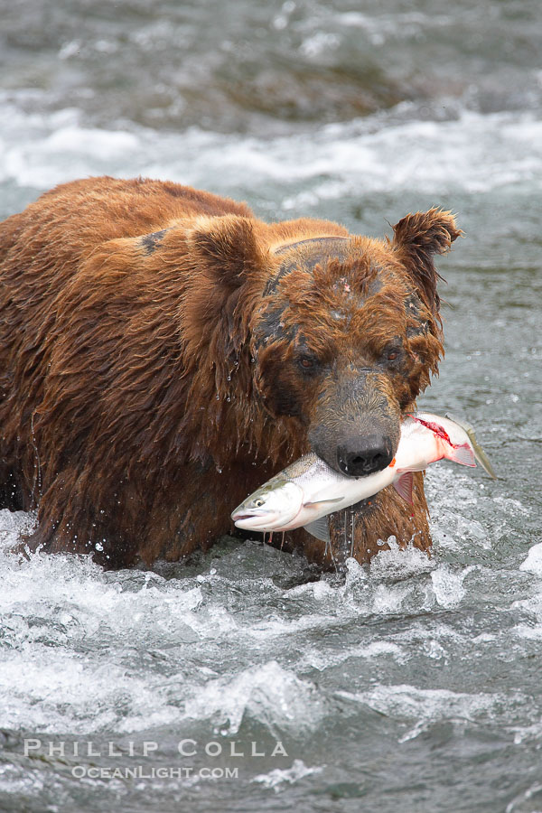 A brown bear eats a salmon it has caught in the Brooks River., Ursus arctos, natural history stock photograph, photo id 17350
