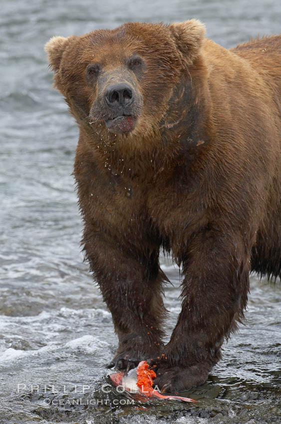 A brown bear eats a salmon it has caught in the Brooks River. Katmai National Park, Alaska, USA, Ursus arctos, natural history stock photograph, photo id 17354