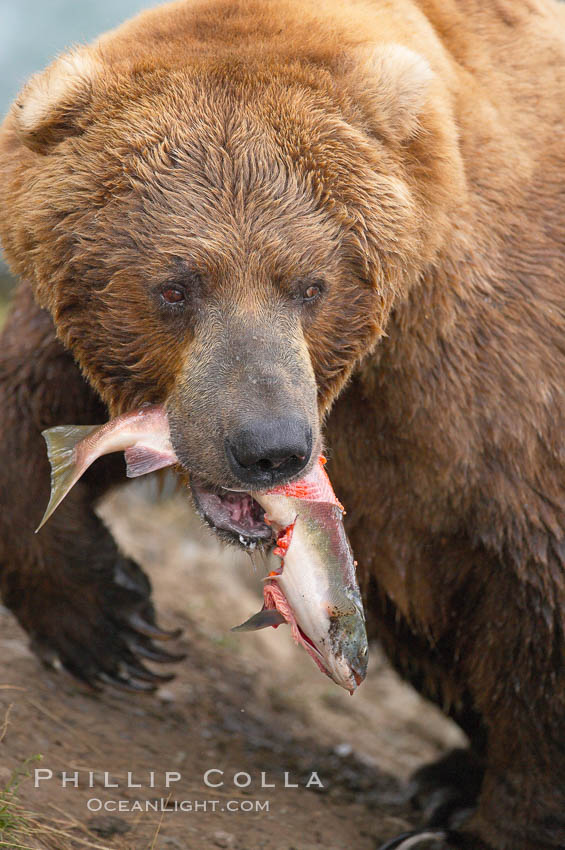A brown bear eats a salmon it has caught in the Brooks River. Katmai National Park, Alaska, USA, Ursus arctos, natural history stock photograph, photo id 17052