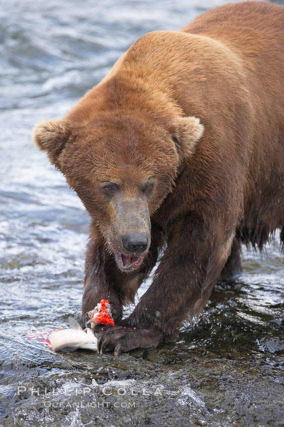 A brown bear eats a salmon it has caught in the Brooks River. Katmai National Park, Alaska, USA, Ursus arctos, natural history stock photograph, photo id 17244