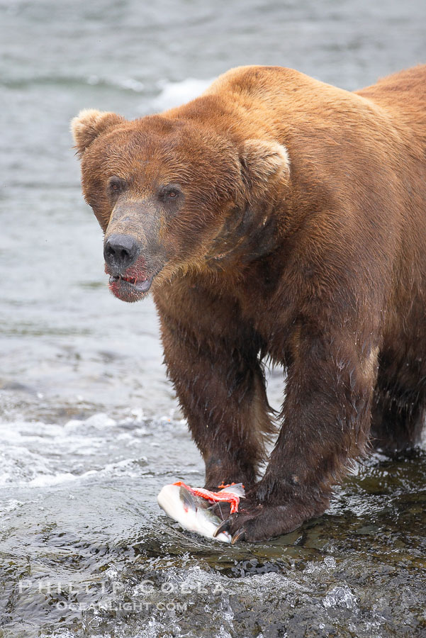 A brown bear eats a salmon it has caught in the Brooks River., Ursus arctos, natural history stock photograph, photo id 17344