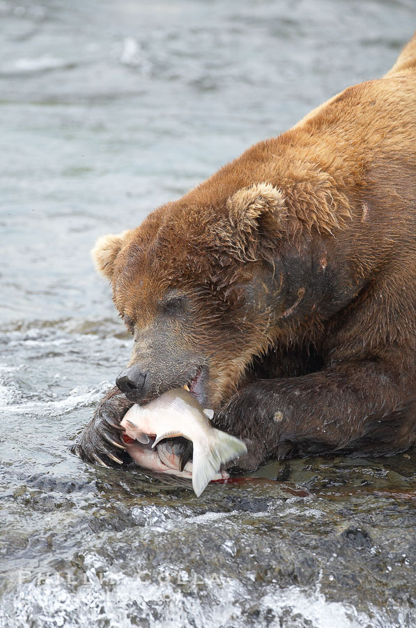 A brown bear eats a salmon it has caught in the Brooks River., Ursus arctos, natural history stock photograph, photo id 17348