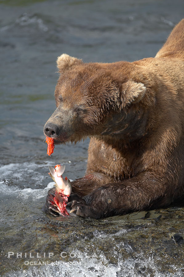A brown bear eats a salmon it has caught in the Brooks River., Ursus arctos, natural history stock photograph, photo id 17356