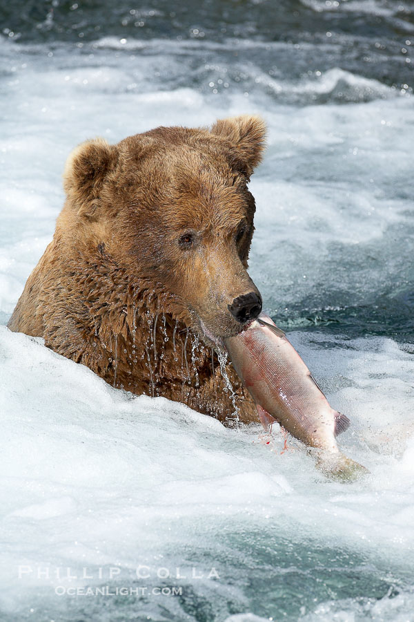 A brown bear eats a salmon it has caught in the Brooks River., Ursus arctos, natural history stock photograph, photo id 17075