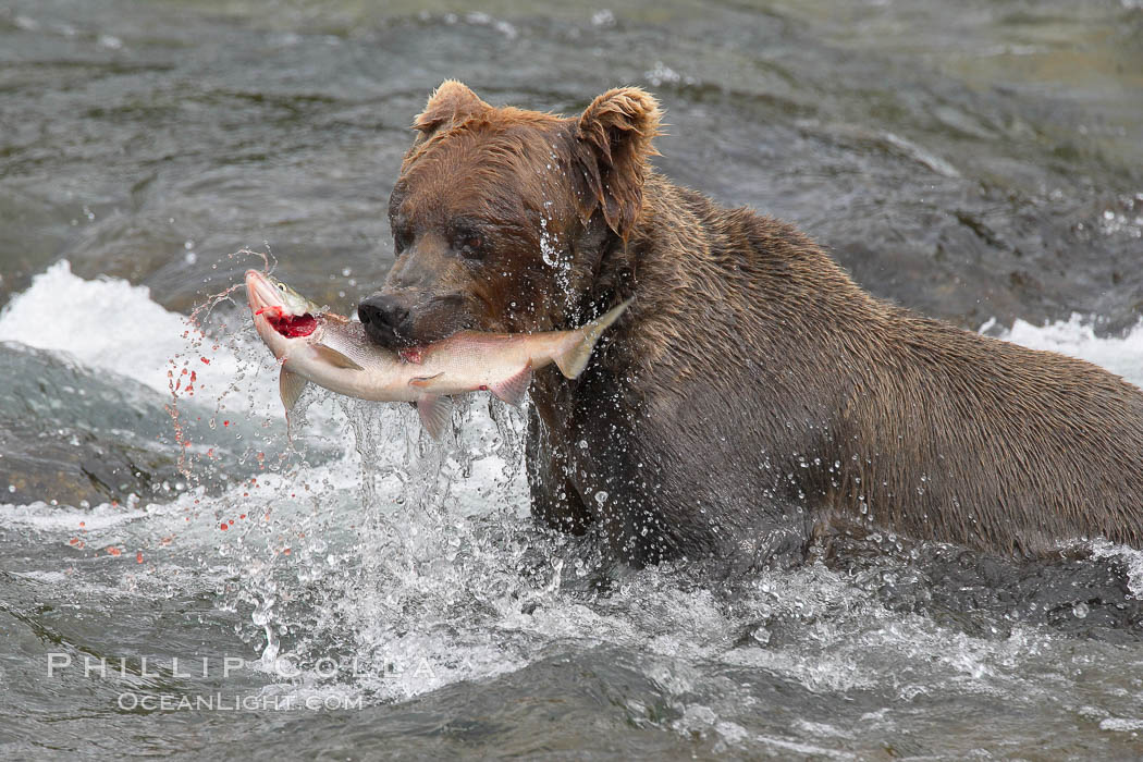 A brown bear eats a salmon it has caught in the Brooks River. Katmai National Park, Alaska, USA, Ursus arctos, natural history stock photograph, photo id 17099