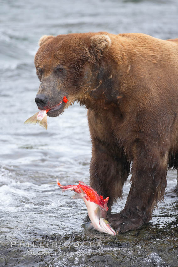 A brown bear eats a salmon it has caught in the Brooks River. Katmai National Park, Alaska, USA, Ursus arctos, natural history stock photograph, photo id 17203