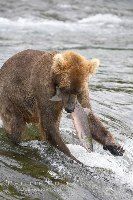A brown bear eats a salmon it has caught in the Brooks River. Katmai National Park, Alaska, USA, Ursus arctos, natural history stock photograph, photo id 17243