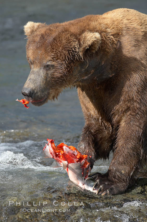 A brown bear eats a salmon it has caught in the Brooks River. Katmai National Park, Alaska, USA, Ursus arctos, natural history stock photograph, photo id 17295