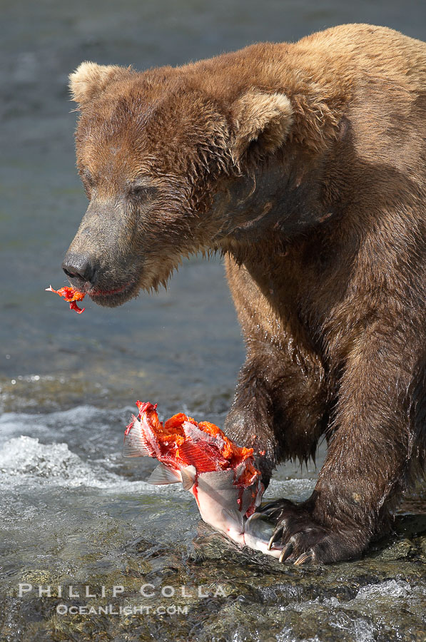 A brown bear eats a salmon it has caught in the Brooks River., Ursus arctos, natural history stock photograph, photo id 17295