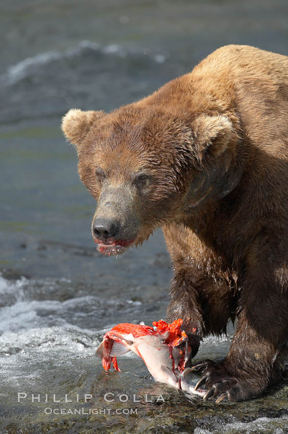 A brown bear eats a salmon it has caught in the Brooks River. Katmai National Park, Alaska, USA, Ursus arctos, natural history stock photograph, photo id 17323