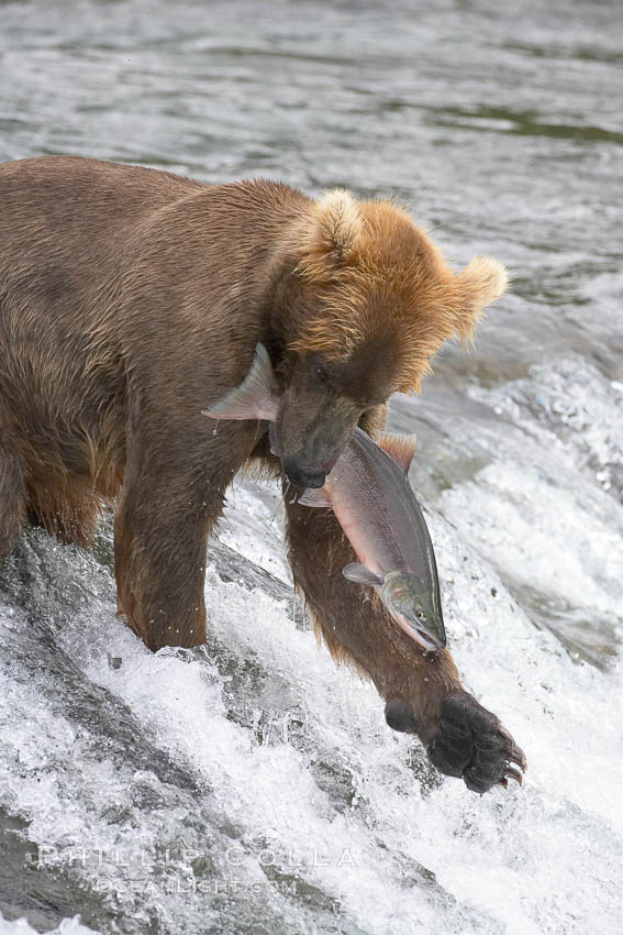 A brown bear eats a salmon it has caught in the Brooks River. Katmai National Park, Alaska, USA, Ursus arctos, natural history stock photograph, photo id 17347