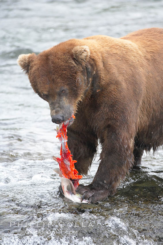 A brown bear eats a salmon it has caught in the Brooks River. Katmai National Park, Alaska, USA, Ursus arctos, natural history stock photograph, photo id 17049