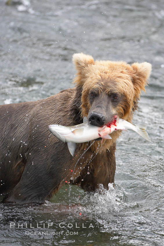 A brown bear eats a salmon it has caught in the Brooks River. Katmai National Park, Alaska, USA, Ursus arctos, natural history stock photograph, photo id 17101