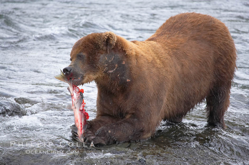 A brown bear eats a salmon it has caught in the Brooks River. Katmai National Park, Alaska, USA, Ursus arctos, natural history stock photograph, photo id 17201