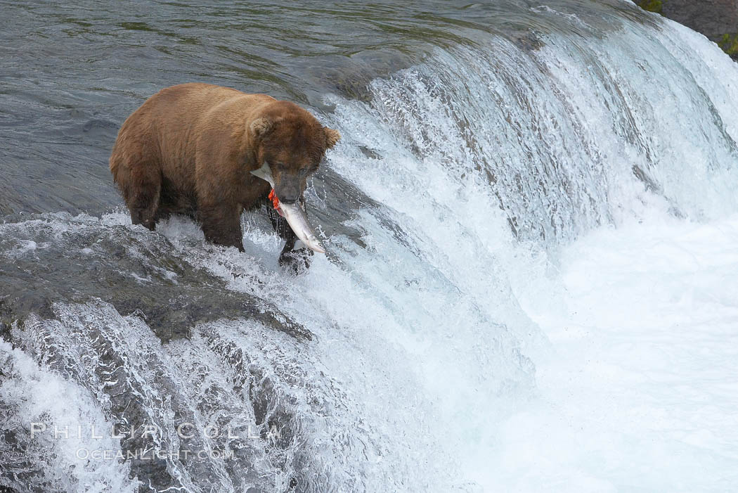 A brown bear eats a salmon it has caught in the Brooks River. Katmai National Park, Alaska, USA, Ursus arctos, natural history stock photograph, photo id 17329