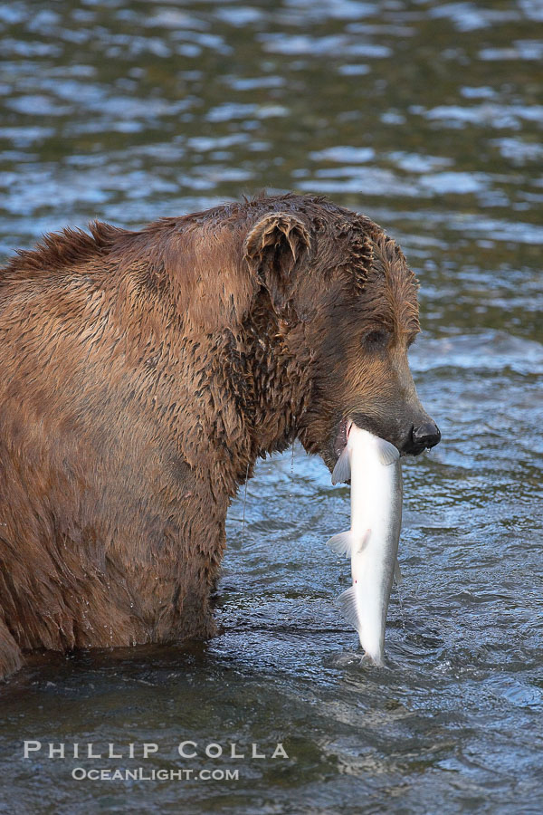 A brown bear eats a salmon it has caught in the Brooks River., Ursus arctos, natural history stock photograph, photo id 17345