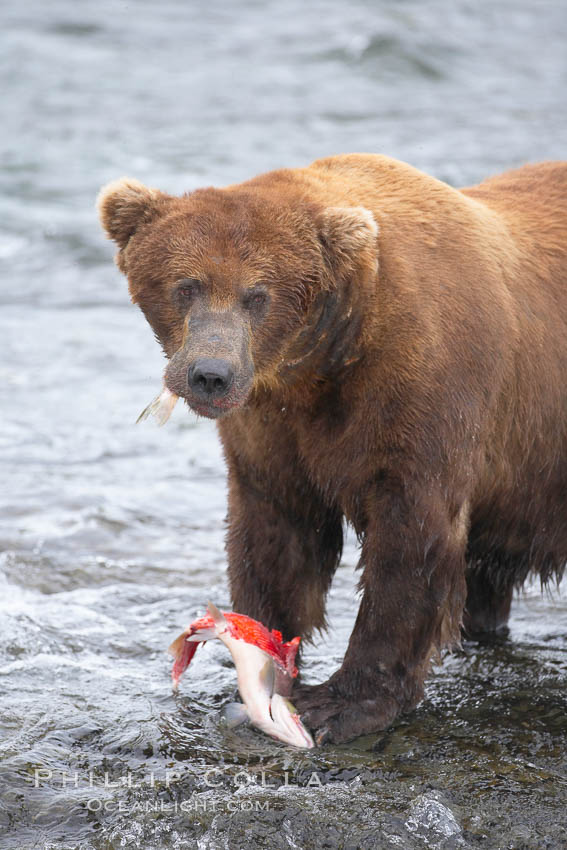 A brown bear eats a salmon it has caught in the Brooks River. Katmai National Park, Alaska, USA, Ursus arctos, natural history stock photograph, photo id 17353