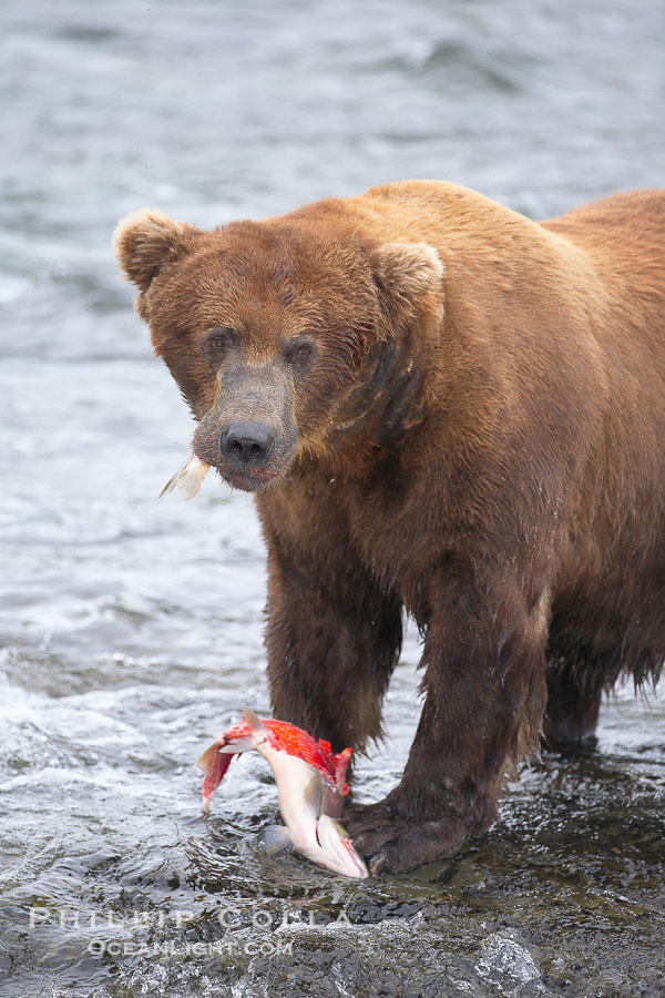 A brown bear eats a salmon it has caught in the Brooks River., Ursus arctos, natural history stock photograph, photo id 17353