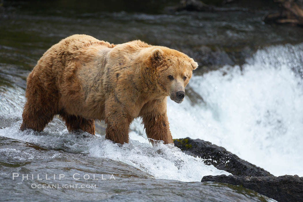 A large, old brown bear (grizzly bear) wades across Brooks River. Coastal and near-coastal brown bears in Alaska can live to 25 years of age, weigh up to 1400 lbs and stand over 9 feet tall. Katmai National Park, USA, Ursus arctos, natural history stock photograph, photo id 17038