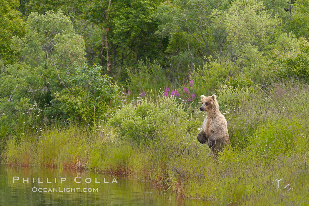 Brown bear walks through the marshes that skirt the Brooks River, Ursus arctos, Katmai National Park, Alaska