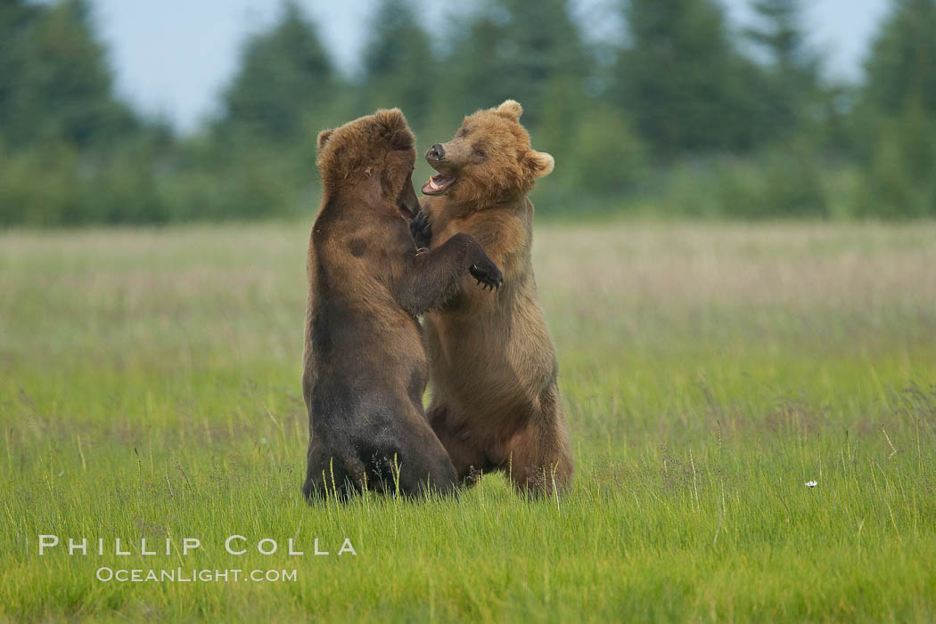 Brown bears fighting or sparring.  These are likely young but sexually mature males that are simply mock fighting for practice. Lake Clark National Park, Alaska, USA, Ursus arctos, natural history stock photograph, photo id 19250