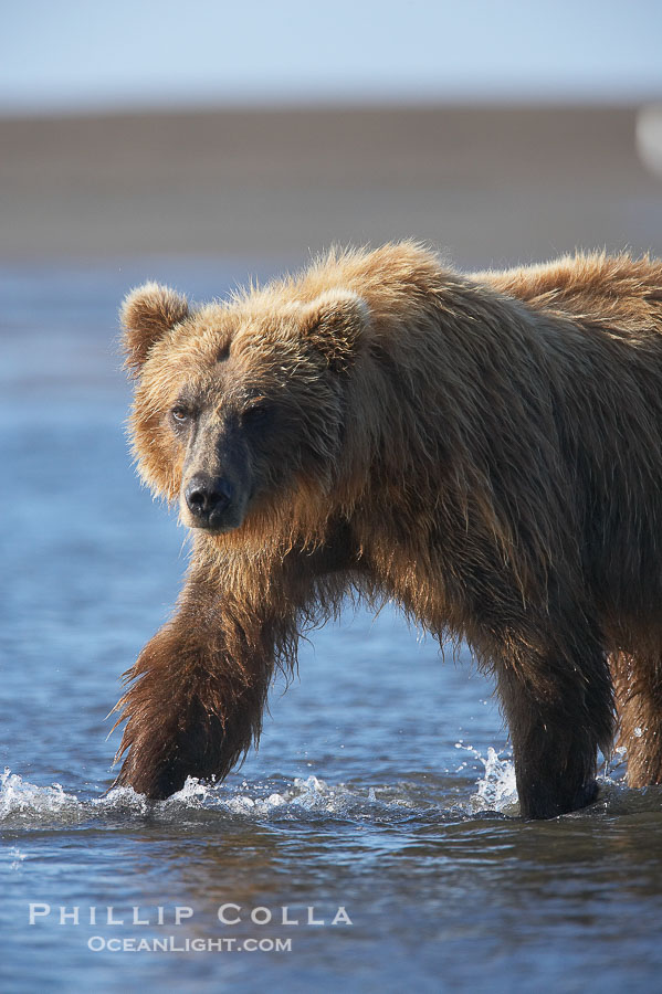 Coastal brown bear forages for salmon returning from the ocean to Silver Salmon Creek.  Grizzly bear., Ursus arctos, natural history stock photograph, photo id 19274