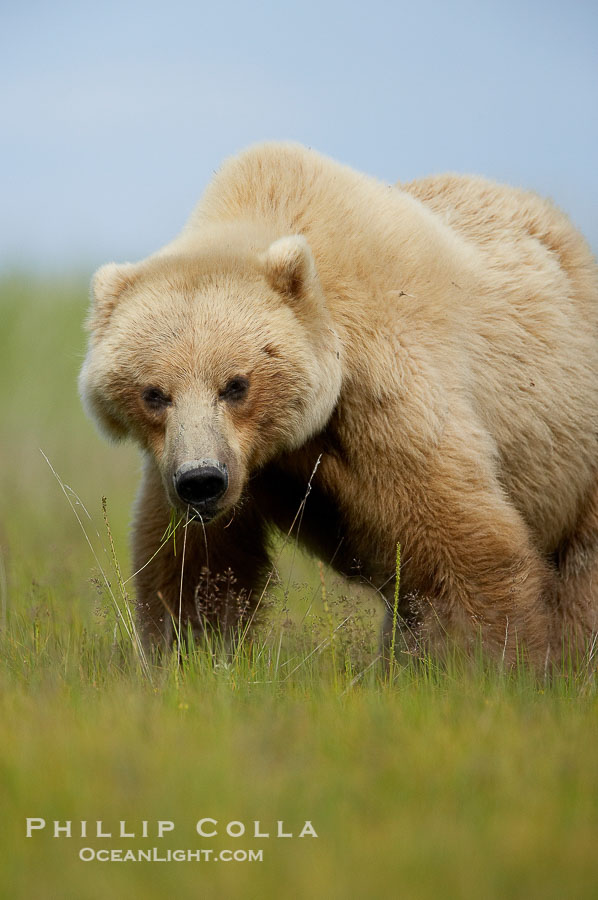 Brown bear female mother (sow) grazes on sedge grass near Johnson River., Ursus arctos, natural history stock photograph, photo id 19278
