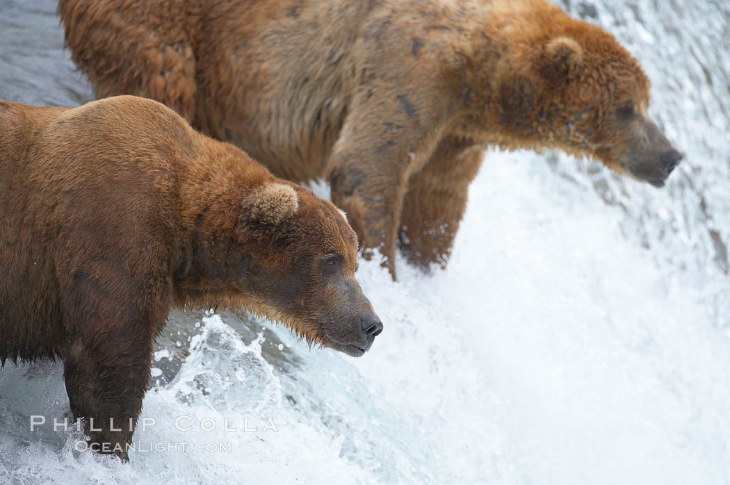 Brown bear (grizzly bear). Brooks River, Katmai National Park, Alaska, USA, Ursus arctos, natural history stock photograph, photo id 17040