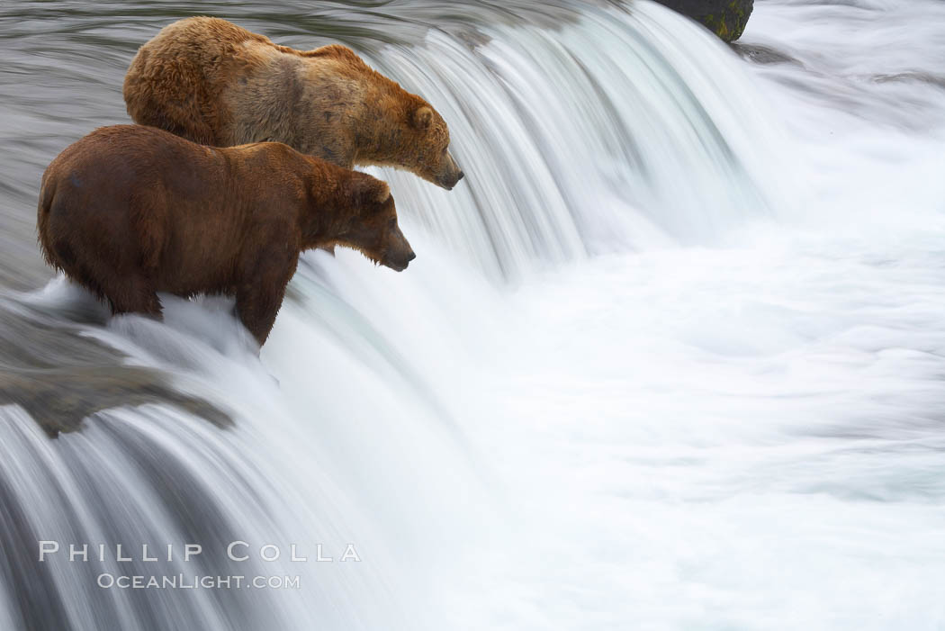 Two brown bears wait for salmon at Brooks Falls. Blurring of the water is caused by a long shutter speed. Brooks River, Ursus arctos, Katmai National Park, Alaska