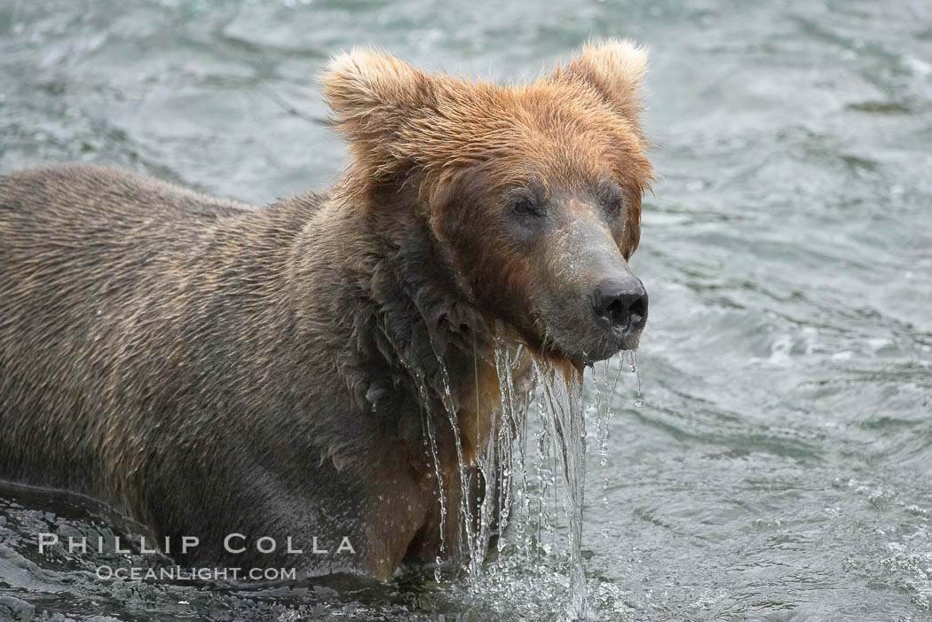 Brown bear (grizzly bear). Brooks River, Katmai National Park, Alaska, USA, Ursus arctos, natural history stock photograph, photo id 17060