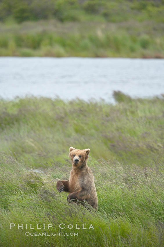 Brown bear walks through the marshes that skirt the Brooks River. Katmai National Park, Alaska, USA, Ursus arctos, natural history stock photograph, photo id 17068