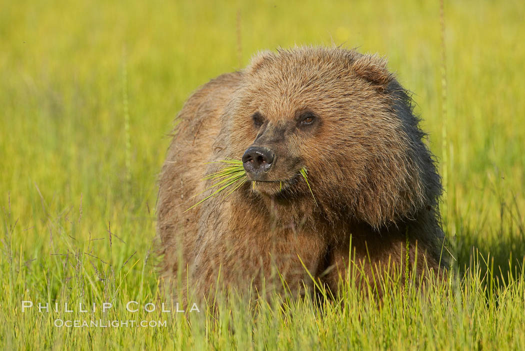 Young brown bear grazes in tall sedge grass.  Brown bears can consume 30 lbs of sedge grass daily, waiting weeks until spawning salmon fill the rivers. Lake Clark National Park, Alaska, USA, Ursus arctos, natural history stock photograph, photo id 19244