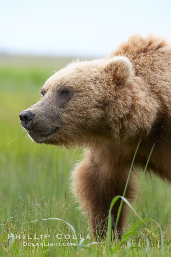 Coastal brown bear (grizzly bear) walks sedge grass meadow near Silver Salmon Creek., Ursus arctos, natural history stock photograph, photo id 19280
