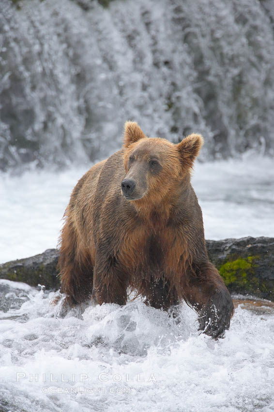 Brown bear (grizzly bear). Brooks River, Katmai National Park, Alaska, USA, Ursus arctos, natural history stock photograph, photo id 17043