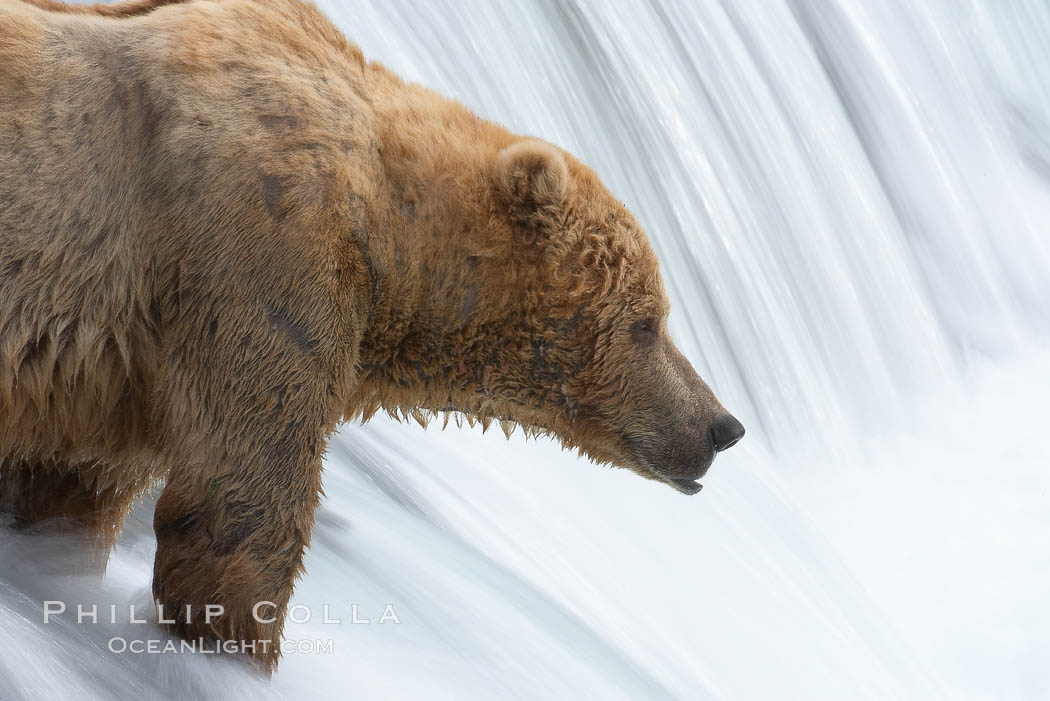 Brown bear waits for salmon at Brooks Falls. Blurring of the water is caused by a long shutter speed. Brooks River, Ursus arctos, Katmai National Park, Alaska