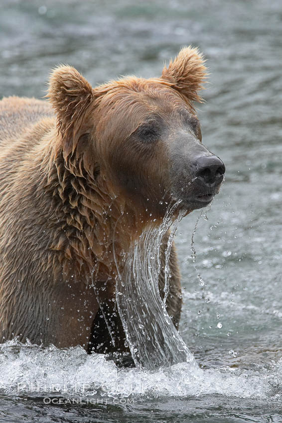 Brown bear (grizzly bear). Brooks River, Katmai National Park, Alaska, USA, Ursus arctos, natural history stock photograph, photo id 17059