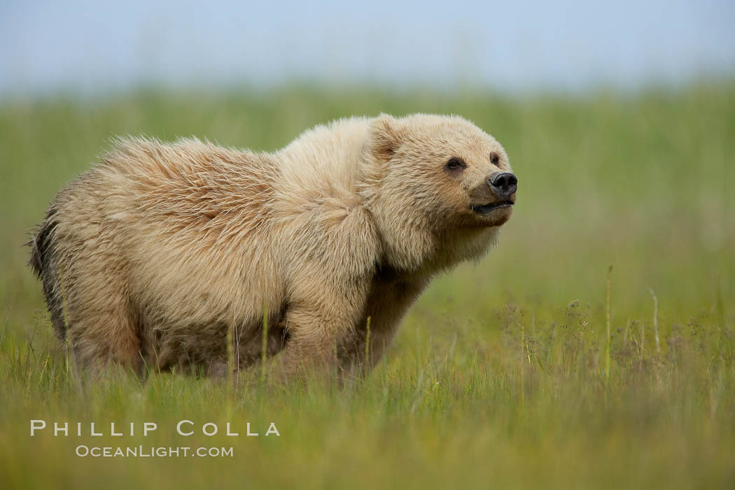 Coastal brown bear cub, one and a half years old, near Johnson River.  This cub will remain with its mother for about another six months, and will be on its own next year. Lake Clark National Park, Alaska, USA, Ursus arctos, natural history stock photograph, photo id 19247