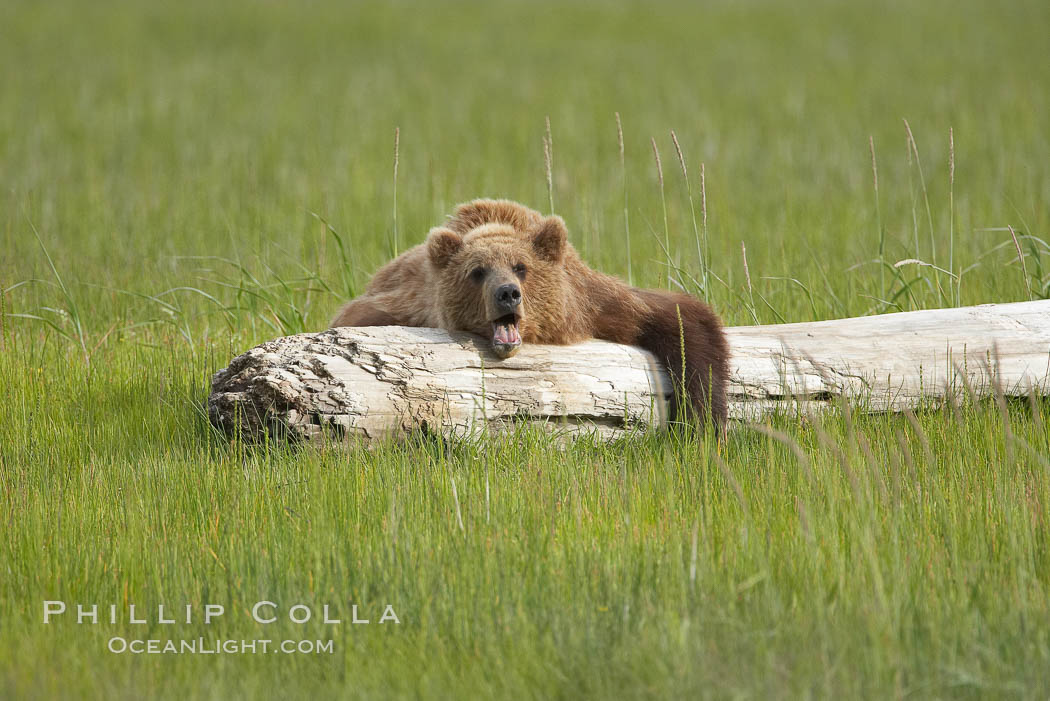 Lazy brown bear naps on a log, Ursus arctos, Lake Clark National Park, Alaska