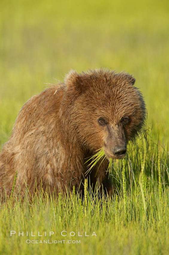 Young brown bear grazes in tall sedge grass.  Brown bears can consume 30 lbs of sedge grass daily, waiting weeks until spawning salmon fill the rivers. Lake Clark National Park, Alaska, USA, Ursus arctos, natural history stock photograph, photo id 19263