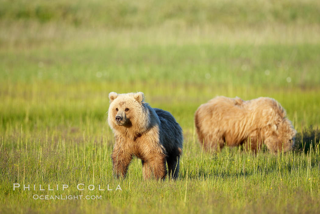 Juvenile brown bears near Johnson River.  Before reaching adulthood and competition for mating, it is common for juvenile brown bears to seek one another for companionship after leaving the security of their mothers. Lake Clark National Park, Alaska, USA, Ursus arctos, natural history stock photograph, photo id 19275