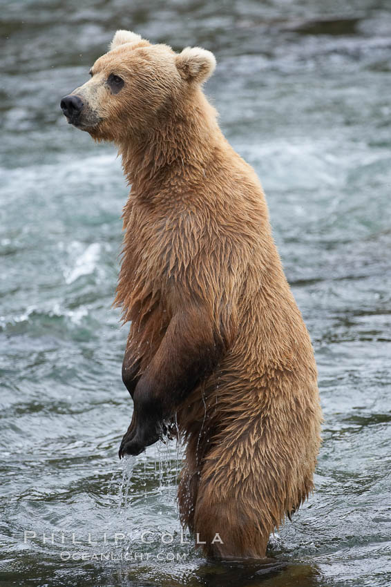 Brown bear (grizzly bear). Brooks River, Katmai National Park, Alaska, USA, Ursus arctos, natural history stock photograph, photo id 17041