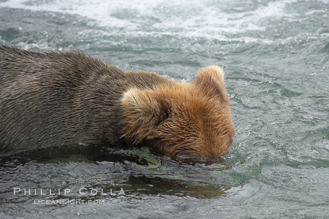 Brown bear (grizzly bear) snorkeling in the Brooks River, looking for salmon. Katmai National Park, Alaska, USA, Ursus arctos, natural history stock photograph, photo id 17073