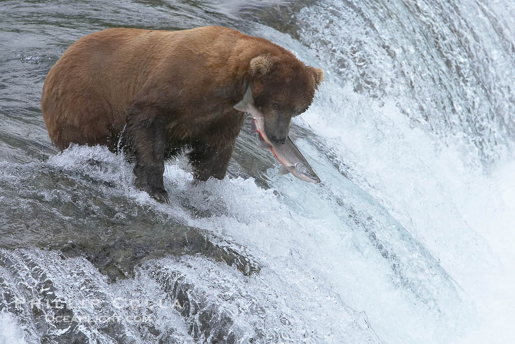 Alaskan brown bear catching a jumping salmon, Brooks Falls., Ursus arctos, natural history stock photograph, photo id 17186