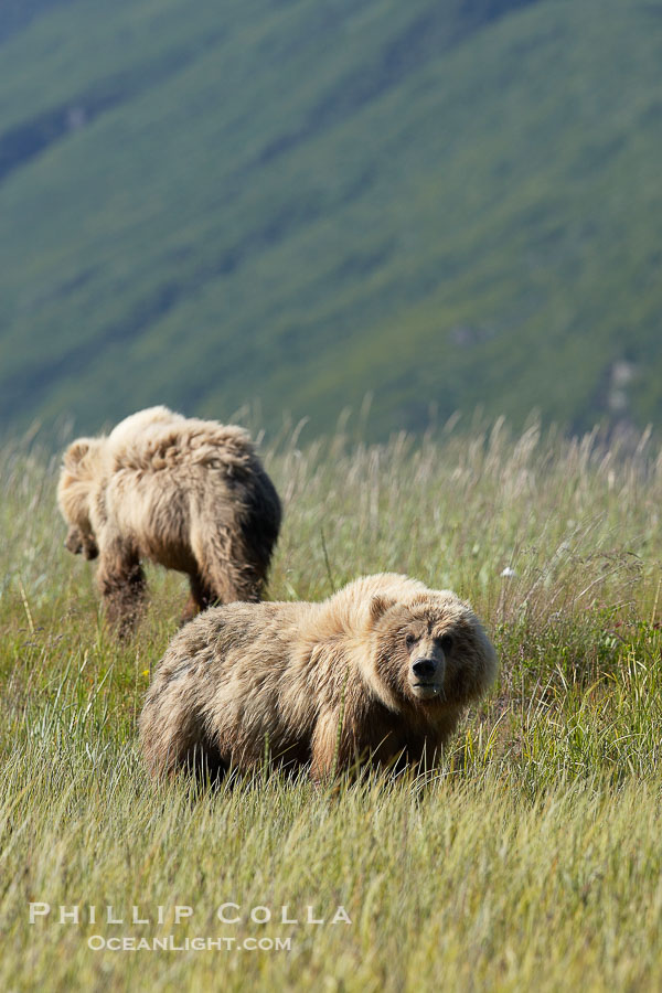 Juvenile coastal brown bear in sedge grass, Johnson River. Grizzly bear., Ursus arctos, natural history stock photograph, photo id 19310