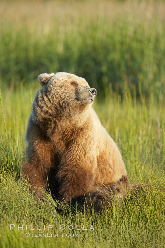 Mother brown bear sow sniffs the air, on alert for any approaching bear that may pose a threat to her three spring cubs asleep in the grass beside her. Lake Clark National Park, Alaska, USA, Ursus arctos, natural history stock photograph, photo id 19311